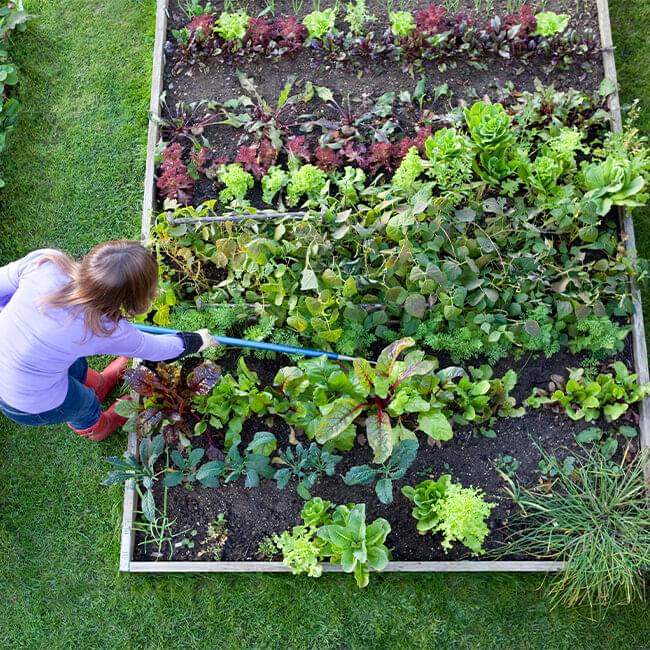 Overhead view of woman raking a planter box