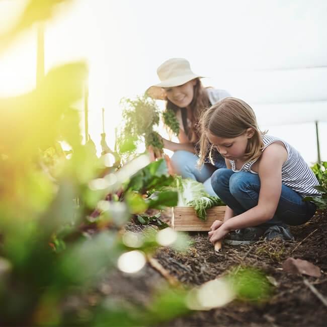 Woman and girl planting in garden