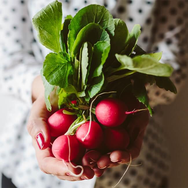 Hands holding bunch of radishes