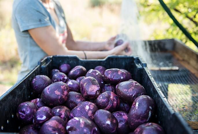 Washing beets